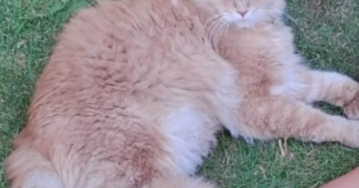 Heb jij JoJo, Dobby of Kahve gezien? Deze drie huisdieren worden in Veldhoven vermist