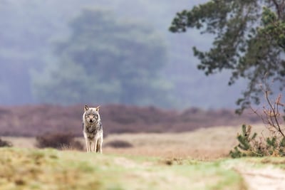 Wolven op Veluwe moeten beter beschermd worden, bepaalt rechter: ‘Geweldige overwinning’