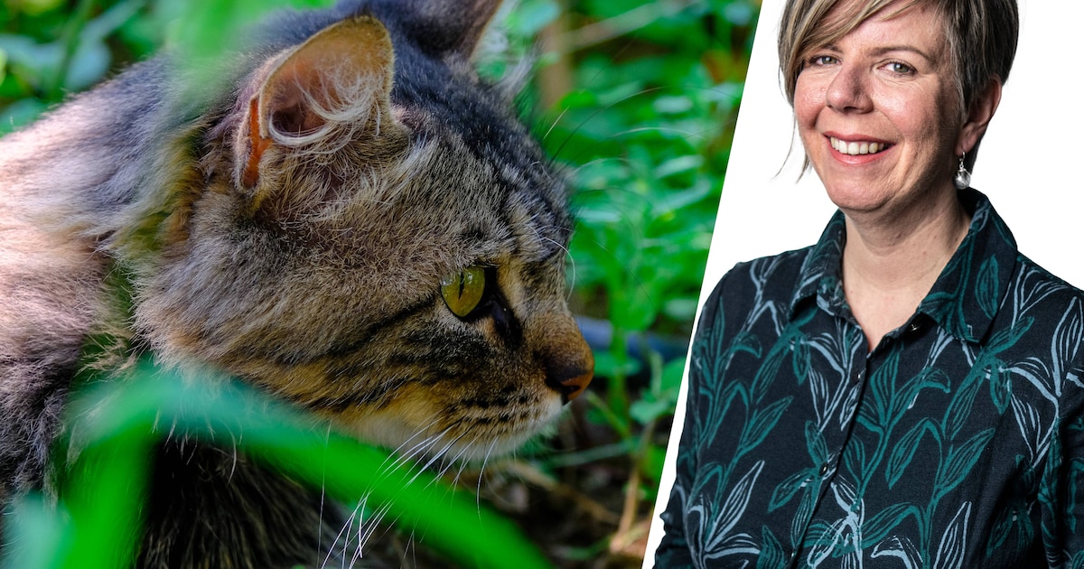 De worsteling van iemand met kattenschaamte: ‘Het knettert voortdurend ...