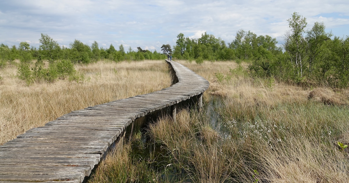Gezinstocht in Nationaal Park De Peel biedt speelse natuurbeleving