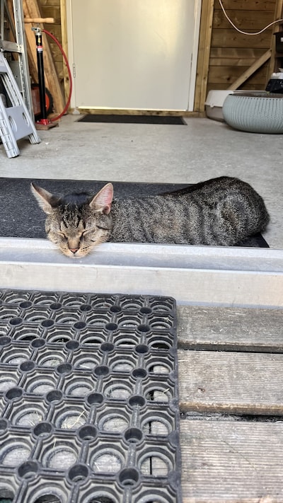 Heb jij Cuby of Pip gezien? Deze twee huisdieren worden in Veldhoven vermist