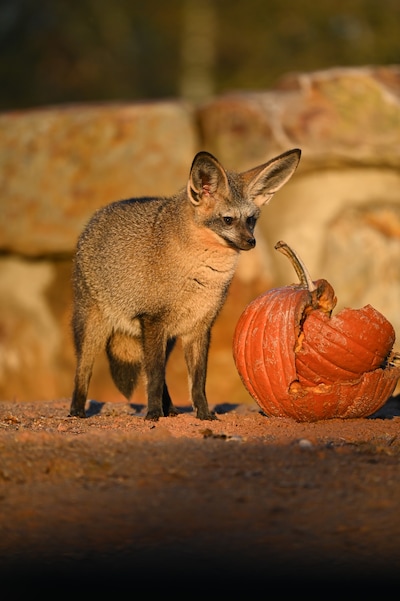 Grootoorvossen spelen met pompoenen in Beekse Bergen in Hilvarenbeek