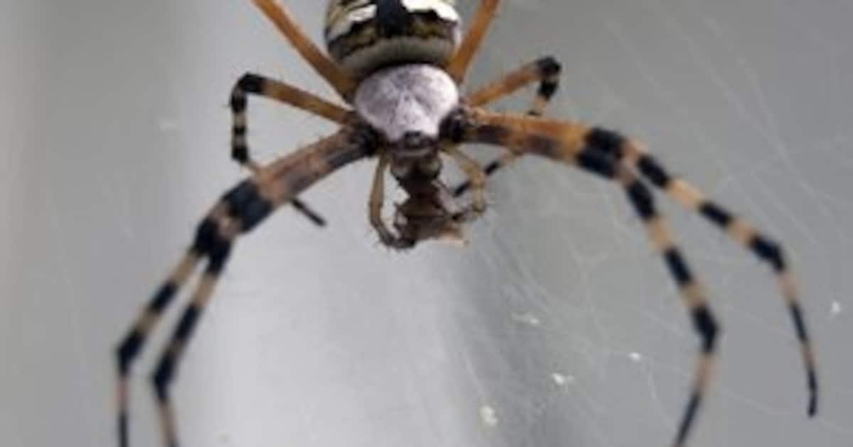 Lezing in Natuurcentrum ’t Klokhuis in Mierlo over ‘akelige’ dieren en hun nuttige rol in de natuur