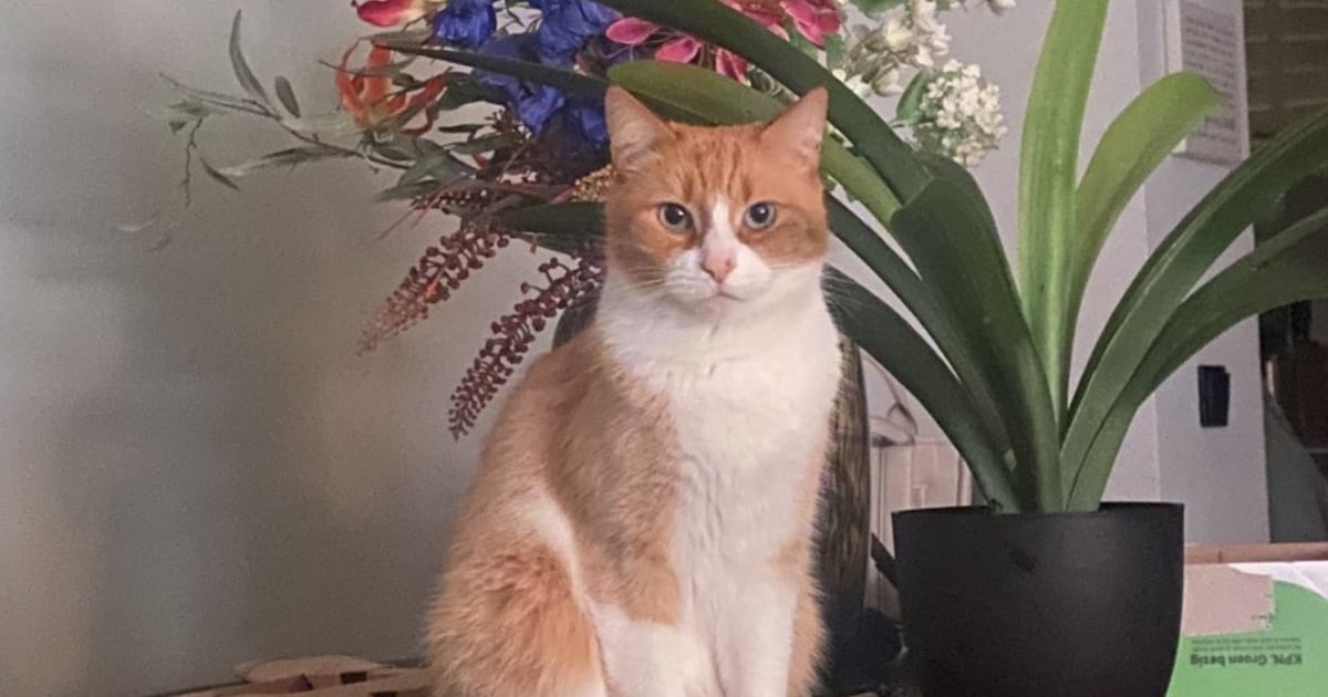 Heb jij Storm gezien? Dit huisdier wordt in Veldhoven vermist