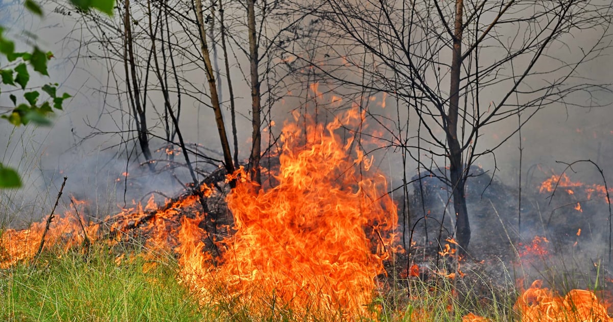 Grote natuurbrand bij Valkenswaard onder controle, metershoge vlammen in het bos