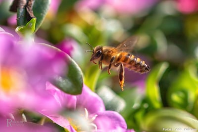 Actieplan moet wilde bijen in Eindhoven redden: ‘Meer planten en nestplekken’