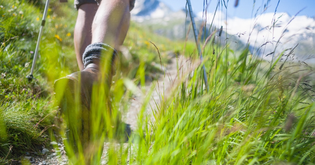 Wandelaar (20) in Franse Alpen uur lang aangevallen door vier honden: ‘Gebeten over heel zijn lichaa