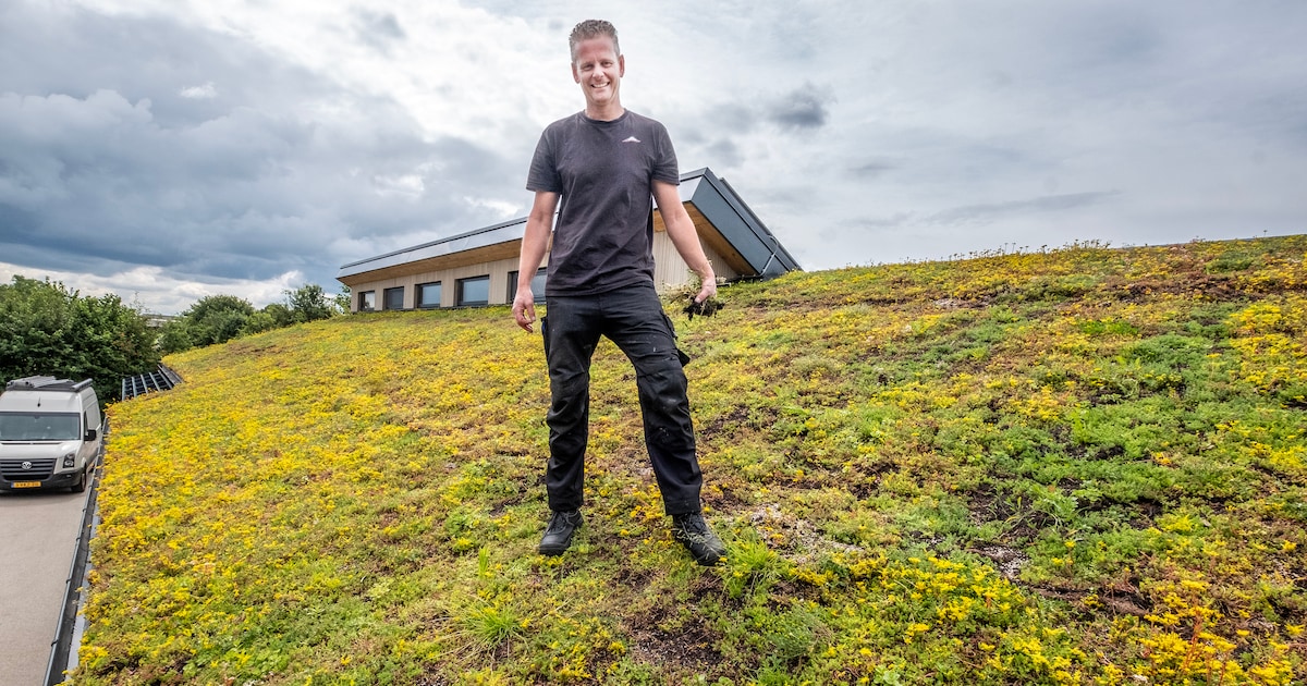 Plantjes op je dak: waarom is dat een slimme zet? | Regio | ED.nl