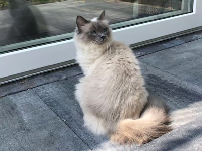 Heb jij Bugs, Timo of Masha gezien? Deze 14 huisdieren worden in Eindhoven vermist