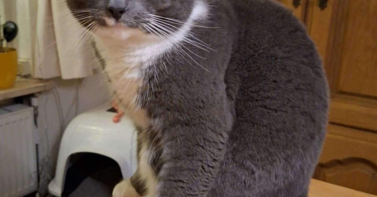 Heb jij Pip, Micky of Billy gezien? Deze drie huisdieren worden in Veldhoven vermist