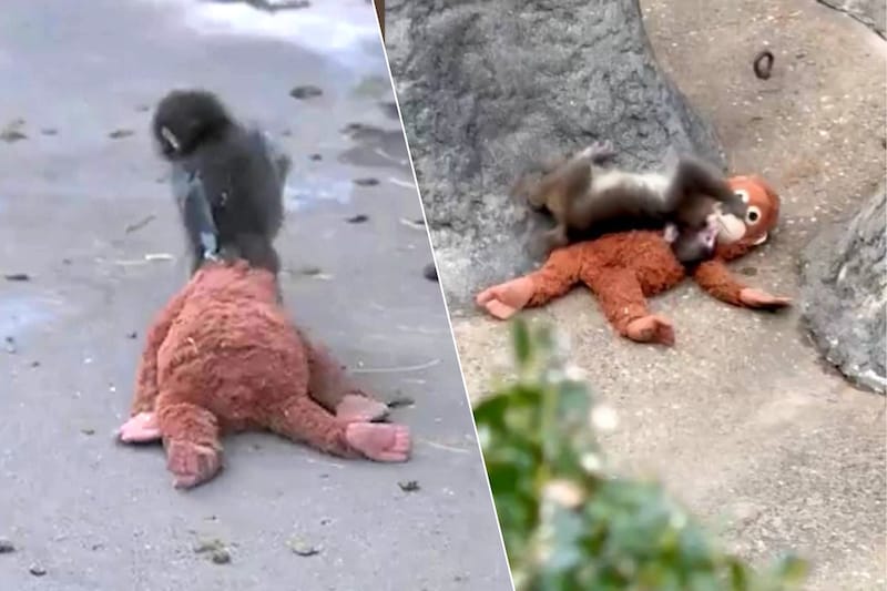 baby-aapje-punch-wijkt-niet-van-de-zijde-van-zijn-knuffel