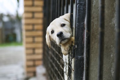 Baasje krijgt boete na ophalen van hond, valt een huisdier oppikken op het logeeradres onder laden en lossen?
