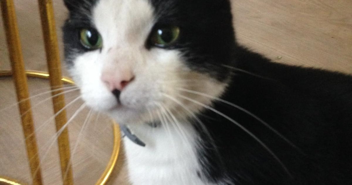 Heb jij Müezza of Sheldon gezien? Deze twee huisdieren worden in Bergeijk vermist
