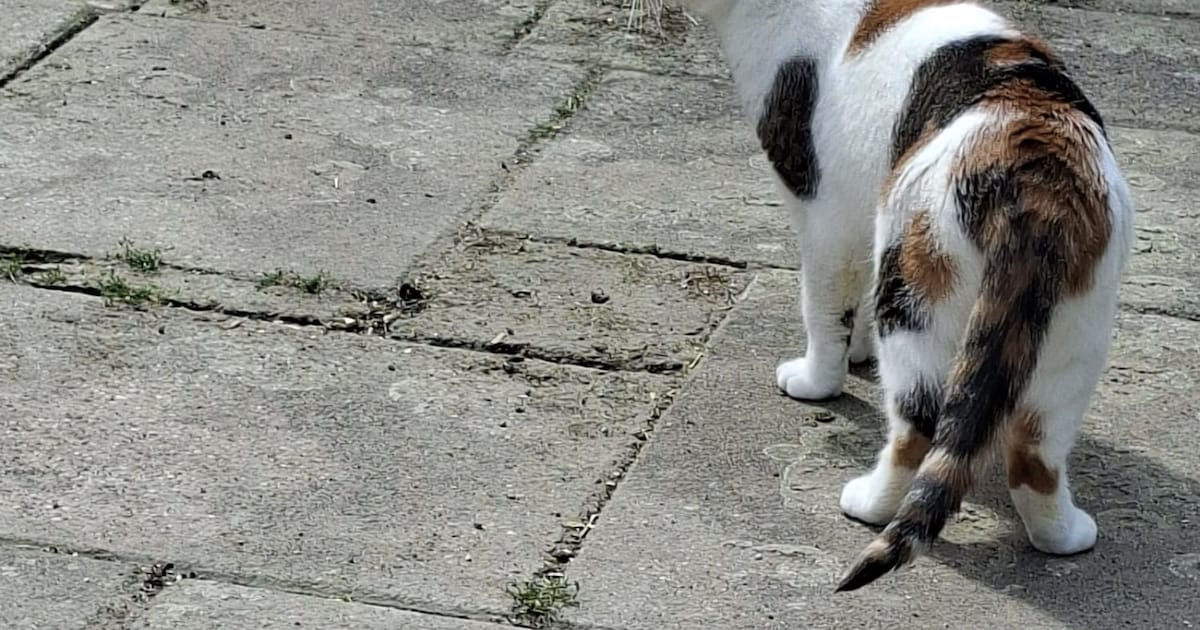 Heb jij Honey gezien? Dit huisdier wordt in Someren vermist