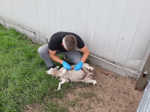 Nee, de wilde wolf wordt niet afgeschoten: ‘We willen hem goedschiks in ...