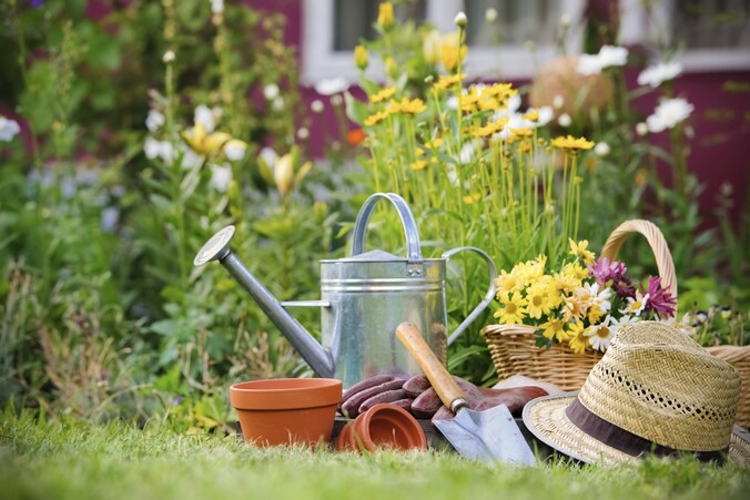Inwoners Son en Breugel kunnen gratis bloemzadenpakket ophalen | Regio ...
