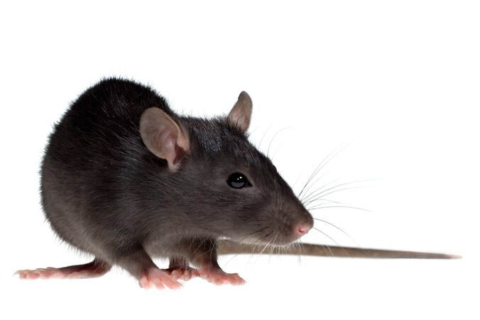 Bewoners zijn aan zet bij aanpak zwarte ratten in Eindhoven ...