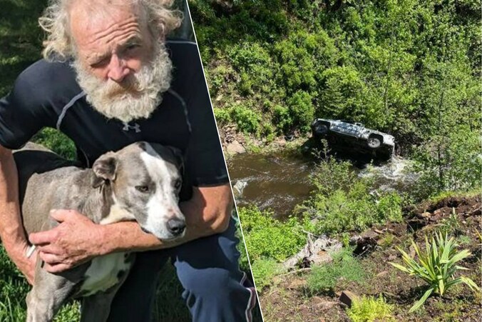 Wat een held: hond loopt 6,5 kilometer naar kampeerplek om familie te ...