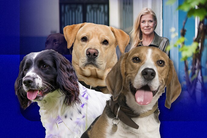 Ja, je hond kan ruiken of je een ziekte hebt of zwanger bent: experts ...