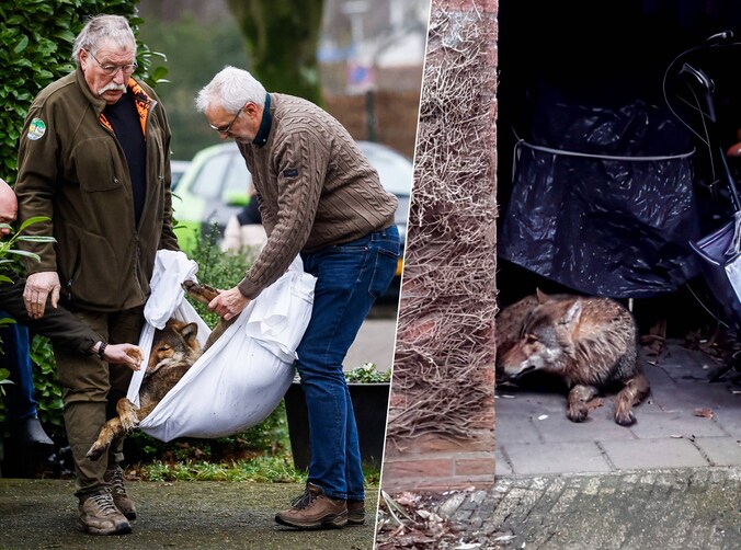 Diny (81) had net de aardappels geschild, toen lag er een wolf in haar ...