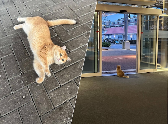 Geliefde ziekenhuiskat Ates is nu zelf ziek: ‘Troost mensen die er ...