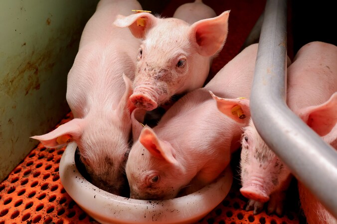 Biggen wennen al wroetend aan vast voedsel | Regio | ED.nl
