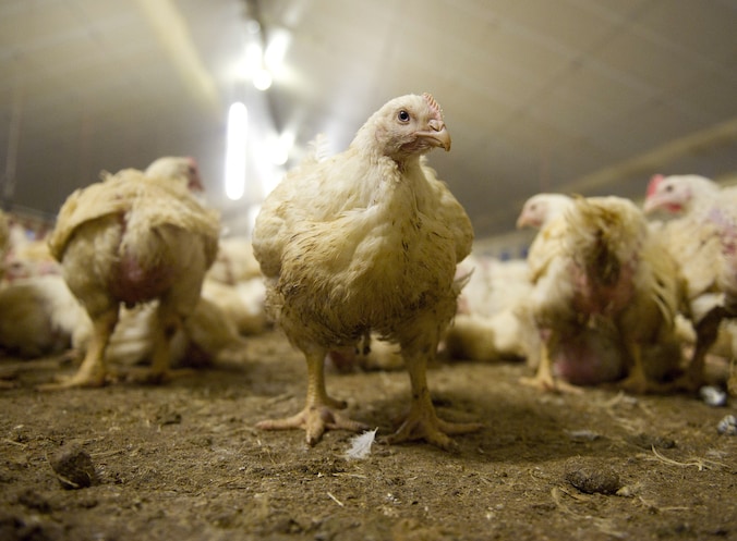 Plofkip verdwijnt, maar consument gaat het wel voelen in portemonnee ...