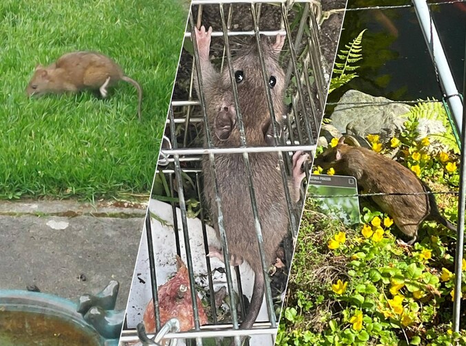 Sequoia en vijver sneuvelen in strijd tegen ratten; Hennie en Yvonne ...