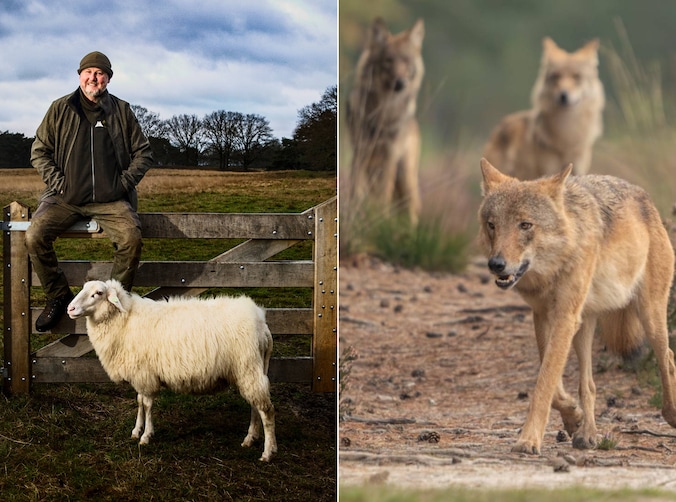 Riaan even slept beside his sheep to protect them from the wolf, now he ...