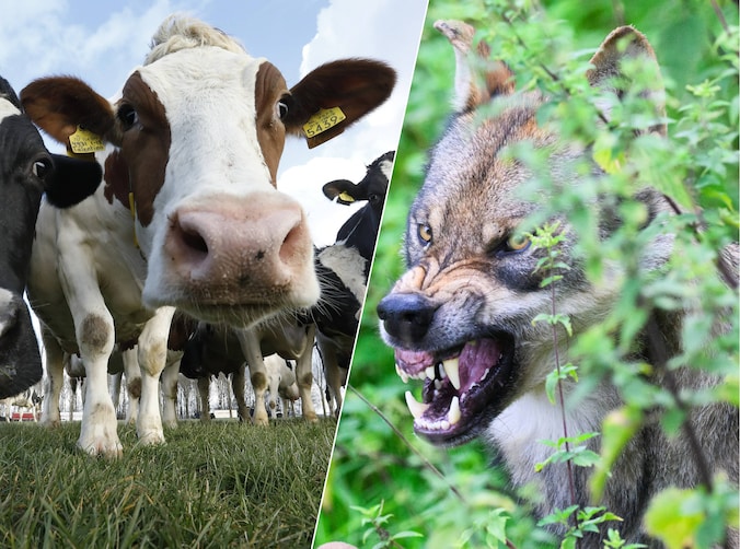 Wolven richten vizier op runderen, dierenartsen slaan alarm: ‘Zorg voor ...