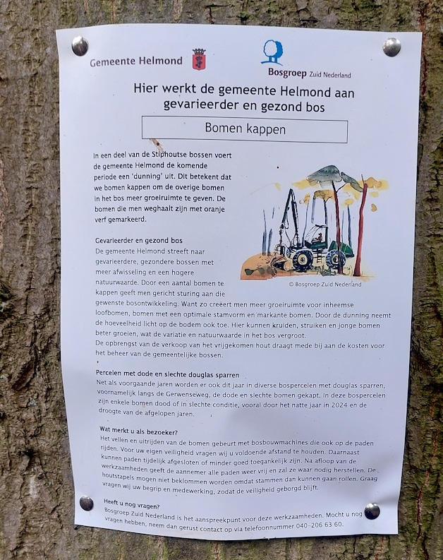 Kaalslag in de Stiphoutse bossen: waarom er 3500 bomen zijn gekapt ...