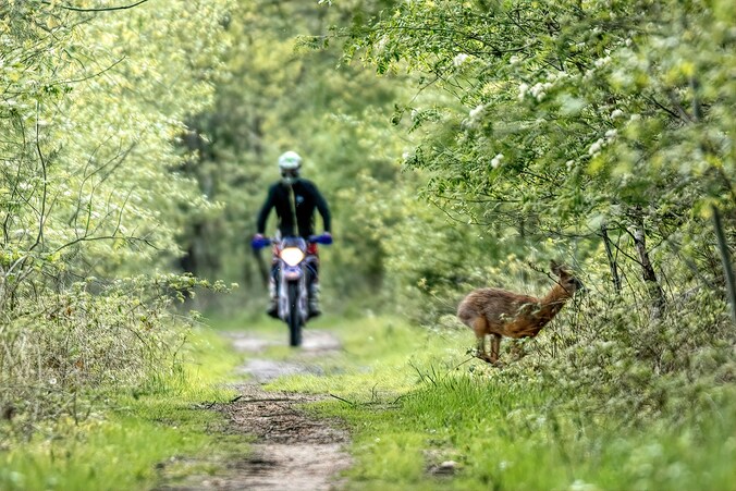 Fotograaf legt probleem natuurgebieden op juiste moment vast: ree op de ...