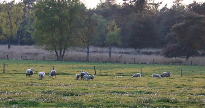 Wandeling door natuur en geschiedenis Lange Bleek | Regio | ED.nl