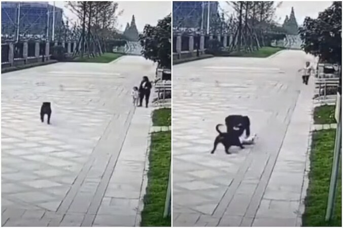China opent jacht op ‘bijtgrage’ honden: ‘Zonder riem zijn ze vogelvrij ...