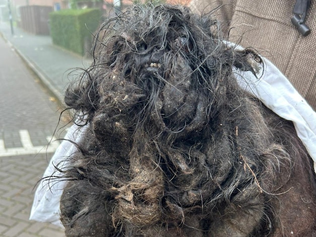 Verwaarloosde schoothond draagt kilo's vervilte vacht mee: ‘Zelden zo ...