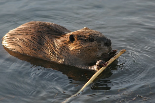 Bever duikt op in vijver Dierdonk: ‘Het kan een puber zijn die door ...