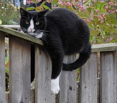 Heb jij Bora gezien? Dit huisdier wordt in Den Bosch vermist