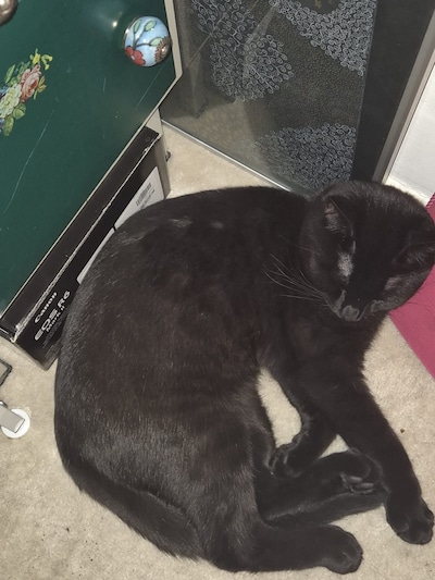 Heb jij Blitz of Pixel gezien? Deze twee huisdieren worden in Tilburg vermist