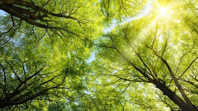 Tilburg vervangt bomen in stad en dorpen