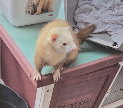 Heb jij Binx, Zina of Bubbels gezien? Deze acht huisdieren worden in Eindhoven vermist
