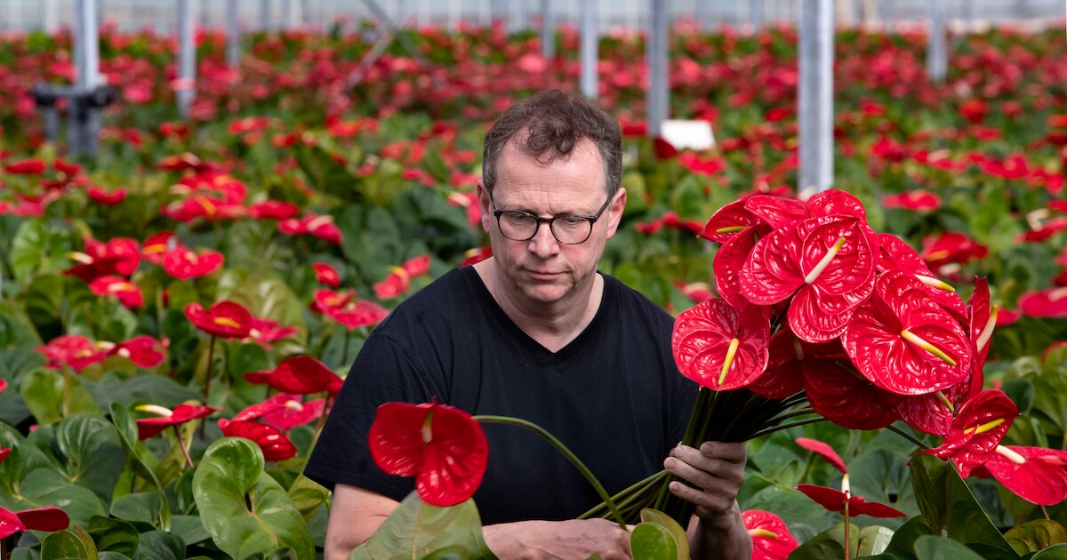 Coronacrisis na hagelschade bij Astense bloemenkweker Wijnen: 'Een heel  slechte film' | Regio | ED.nl