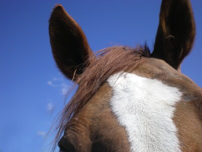 Boete dreigt voor seniorenhotel uit Luyksgestel als paardenbak niet wordt afgebroken