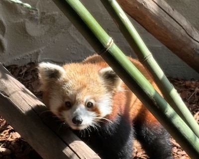 Nieuwe rode panda voor Eindhoven Zoo: hoop op toekomstig liefdeskoppel