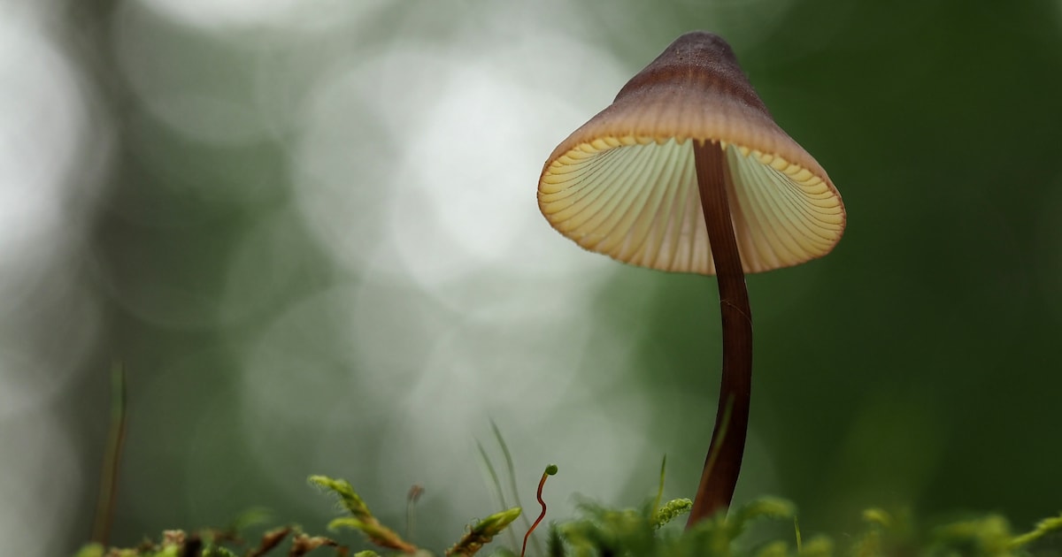 IVN Heeze-Leende start paddenstoelenwerkgroep voor natuurliefhebbers
