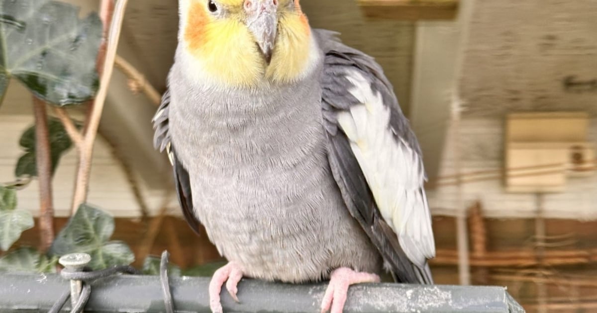 Heb jij Koos gezien? Dit huisdier wordt in Veldhoven vermist