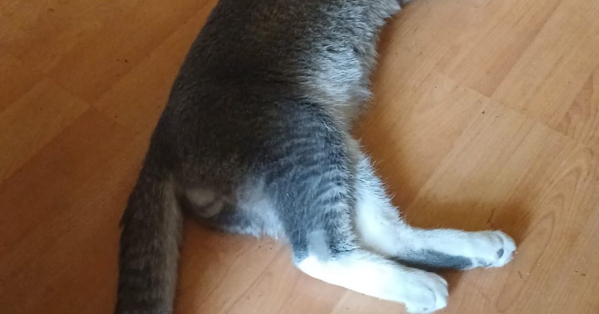 Heb jij Puk gezien? Dit huisdier wordt in Veldhoven vermist