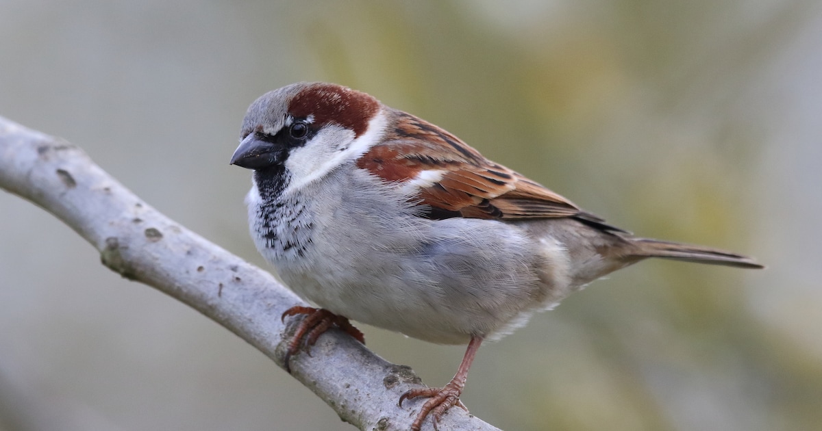 Tuinvogels tellen in Veghel op zondagochtend, gidsen helpen met herkennen vogels