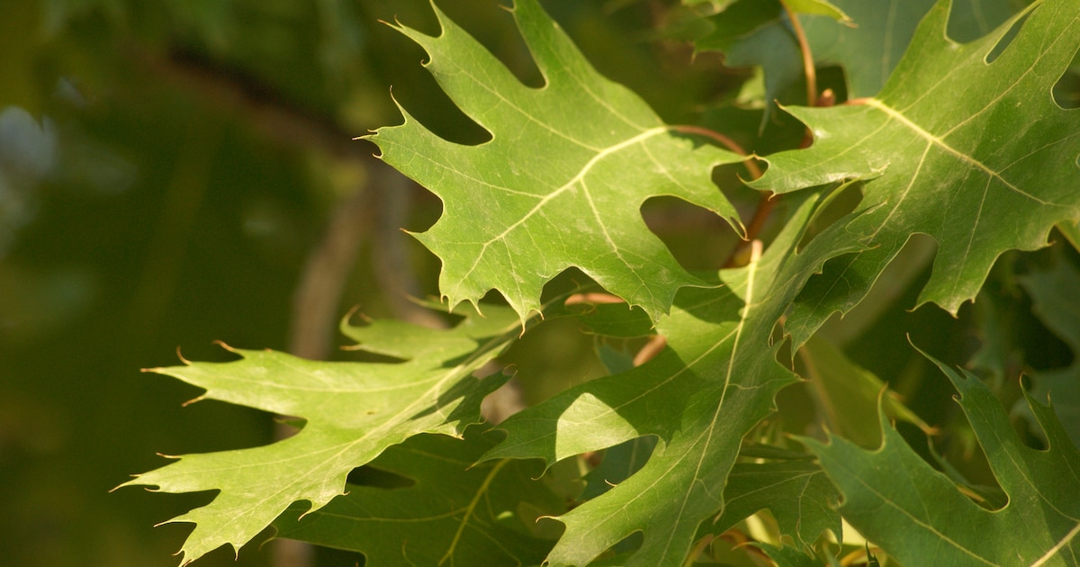 Fiets- en wandeltocht vertrekt vanuit Mierlo naar Coovelsbos in Helmond