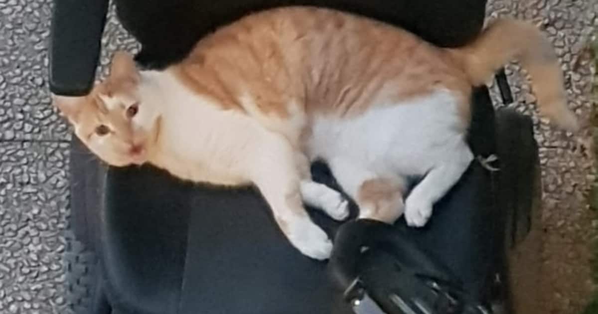 Heb jij Bobbie, Tobi of Coco gezien? Deze negen huisdieren worden in Tilburg vermist
