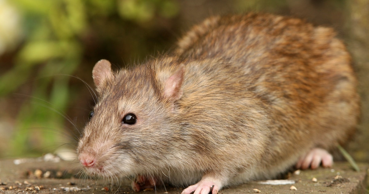 Buren in Zeeland voor de rechter om kippen, voer en een tuin vol rattentunnels